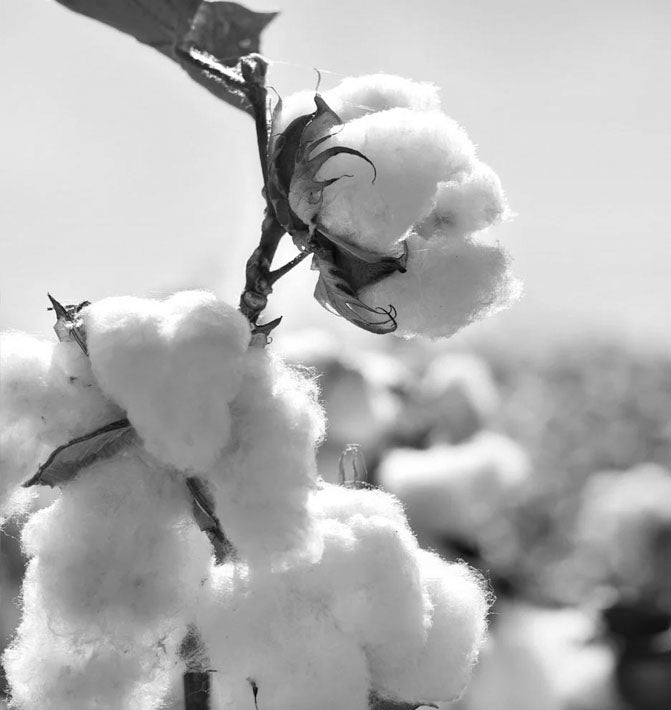 Cotton plant